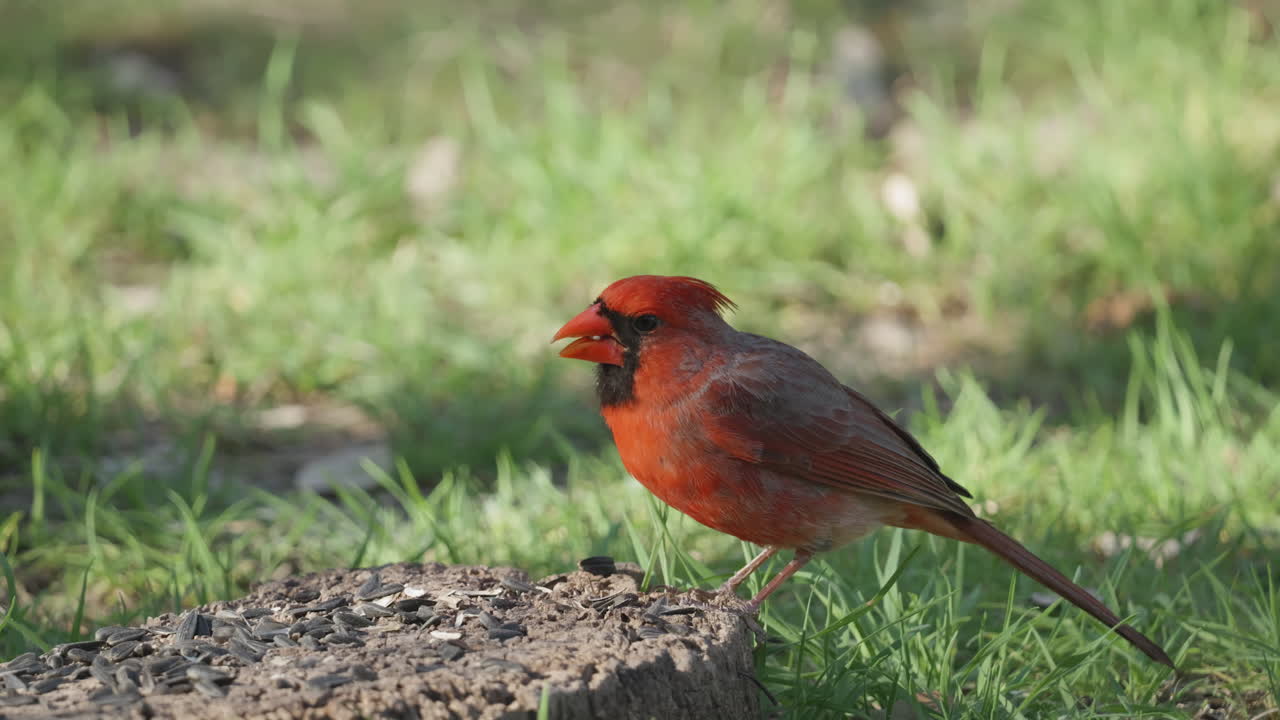 A Northern Cardinal eats seed off of a stump on the ground and flies away - Cardinalis cardinalis