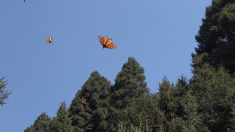 toma en cámara lenta de mariposas monarca volando