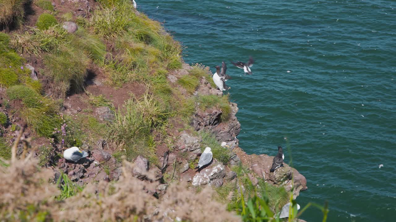 스코틀랜드 가금류 절벽에 자리 잡은 kittiwake 및 guillemot 바닷새