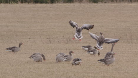 TELEPHOTO-to-flock-of-geese-flying-and-landing-in-a-field-in-Sweden,-slow-motion