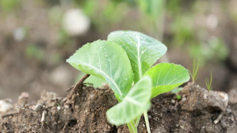 Frischer-Junger-Kohl-Mit-Wassertropfen-Im-Gemüsegarten-An-Einem-Windigen-Morgen