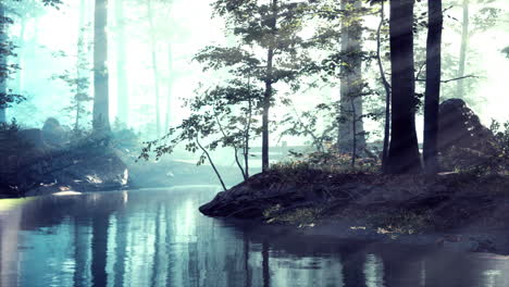 pond-in-a-forest-with-fog