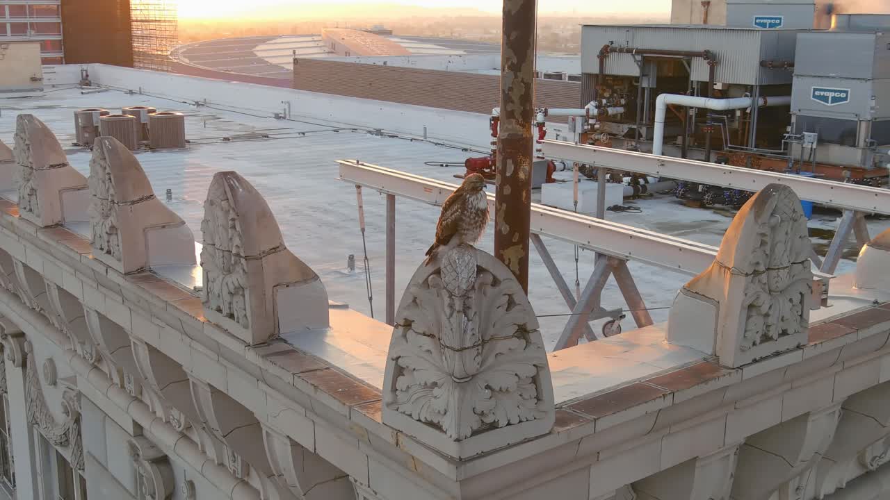 쿠퍼 호크 | 건물에 자리 잡고 | 다운타운 로스앤젤레스 | 골든 아워 | 궤도 스타일 샷