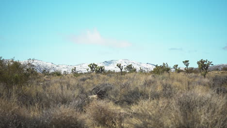 camera gracefully moves downward, in a scene where the iconic joshua trees stand against the backdrop of a majestic snowy mountain