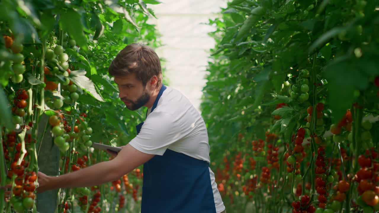 hombre agricultor comprobando el nivel de producción de tomates en tabletas tecnológicas en una gran granja