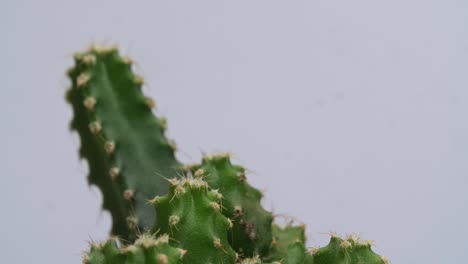 close up de la planta de cactus castillo de hadas girando a su alrededor en el fondo de la pantalla blanca