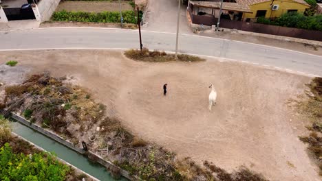 Caballo-Blanco-Domesticado-Por-Un-Vaquero-Mayor-Conduciéndolo-En-Círculos.