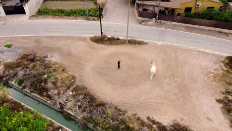 white horse tamed by senior cowboy by driving him in circles