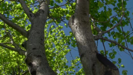 primer plano del árbol en la corteza y hojas borrosas en el fondo