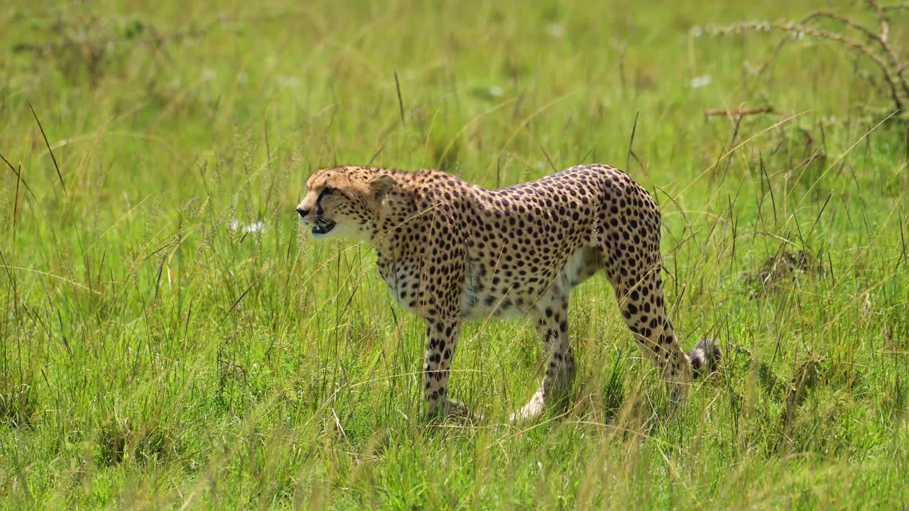 disparo en cámara lenta de primer plano disparo de guepardo caminando en un exuberante paisaje de pastizales, vida silvestre africana en la reserva nacional de maasai mara, kenia, áfrica animales de safari en la reserva de masai mara norte