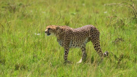 Toma-En-Cámara-Lenta-De-Un-Guepardo-Caminando-En-Un-Exuberante-Paisaje-De-Pastizales,-Fauna-Africana-En-La-Reserva-Nacional-De-Masai-Mara,-Kenia,-Animales-De-Safari-Africanos-En-La-Conservación-Del-Norte-De-Masai-Mara