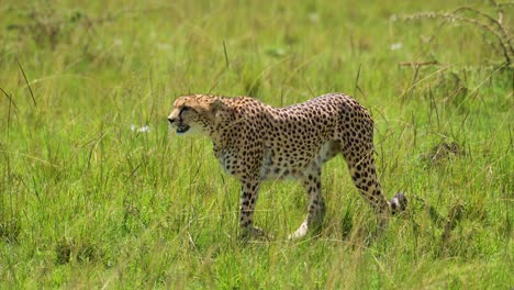 disparo en cámara lenta de primer plano disparo de guepardo caminando en un exuberante paisaje de pastizales, vida silvestre africana en la reserva nacional de maasai mara, kenia, áfrica animales de safari en la reserva de masai mara norte