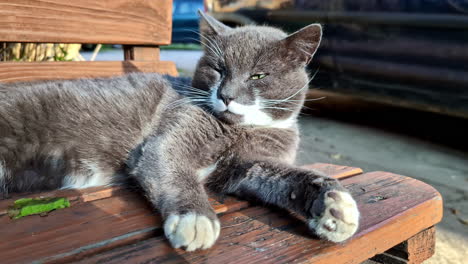 beautiful cat resting on wooden bench, close up view