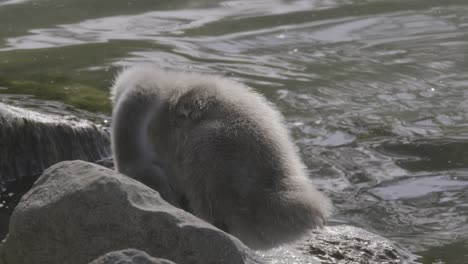 Kleine-Ente-Putzt-Sich-An-Der-Küste-Des-Plattensees