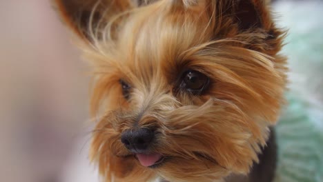 Sehr-Süßer-Yorkshire-Terrier-Hund,-Der-Sitzt-Und-In-Die-Kamera-Schaut