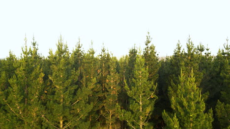 Bosque-De-Pinos,-Toma-Aérea-Del-Bosque