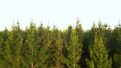 bosque de pinos, toma aérea del bosque