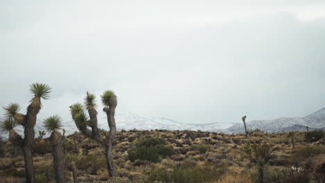 Palmas-De-Yuca-En-El-Desierto-De-Joshua-Tree-Con-Montañas-Nevadas-En-El-Horizonte.