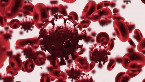 covid-19 cells and blood vessels moving against white background