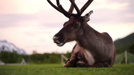 reindeer chewing on some grass in the midnight sun