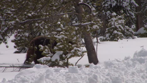 Ein-Grizzlybär-Läuft-Im-Winter-Durch-Den-Tiefschnee