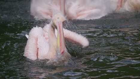 Real-time-purple-pelican-dives-and-fishes-in-pond,-and-flaps-wings,-telephoto