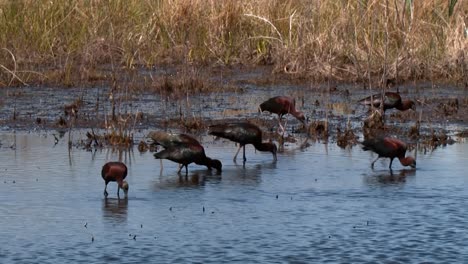 Ibis-Brillante-(Plegadis-Falcinellus)-Alimentándose-En-Un-Río-Poco-Profundo-2013