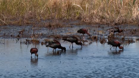 ibis brillante (plegadis falcinellus) alimentándose en un río poco profundo 2013