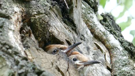 two baby birds hoopoes stick their heads out of the nest and waiting for some food