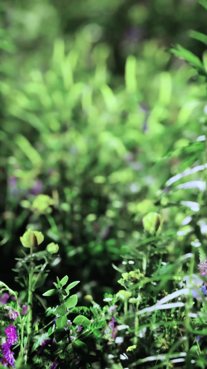 Piante verdi crescono in un ambiente naturale durante le ore diurne.