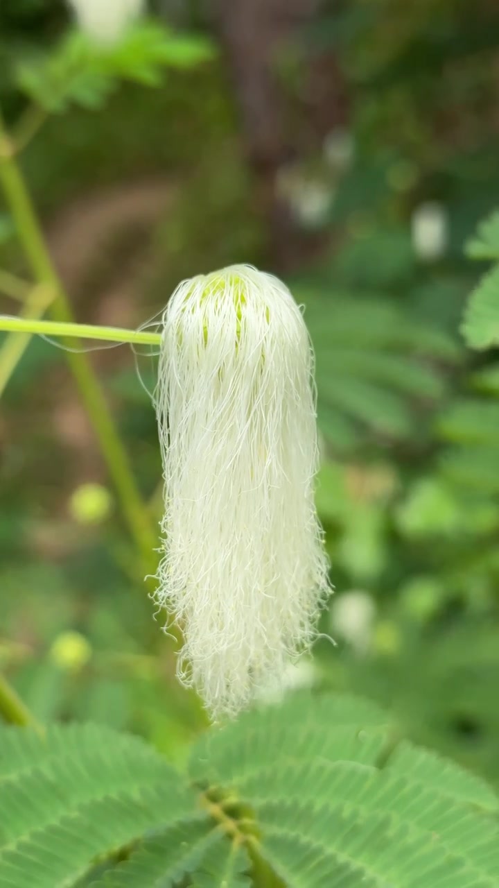 Close-up of a Delicate White Flower Blooming in Nature