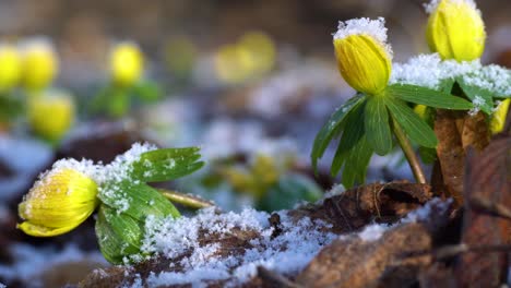 Acónitos-De-Invierno,-Plantas-Efímeras-De-Primavera,-Que-Florecen-A-Fines-Del-Invierno-O-Principios-De-La-Primavera,-En-El-Momento-En-Que-La-Luz-Solar-Máxima-Llega-Al-Suelo-Del-Bosque,-Incluso-Cuando-Todavía-Hay-Nieve