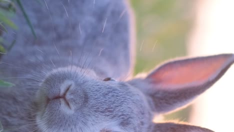 close-up of a gray rabbit