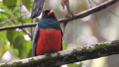 slatly-tailed trogon seeking shelter from the rain in a nice dense tree in the forest