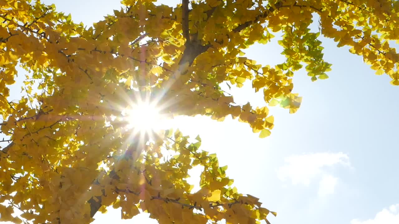 Ginkgo Tree in Autumn Sunlight