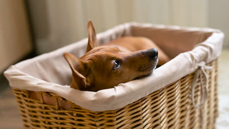 pequeño perro marrón sentado y relajado en una cesta de mimbre