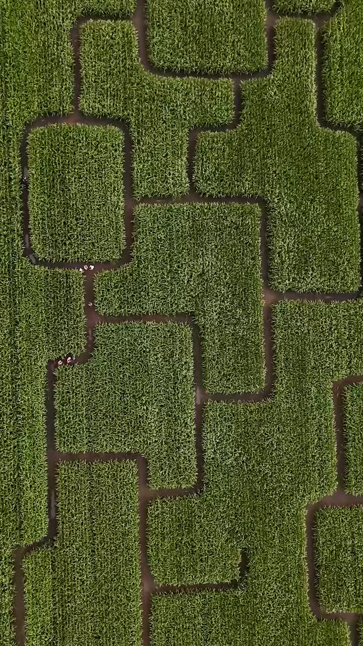 Aerial View of a Corn Maze