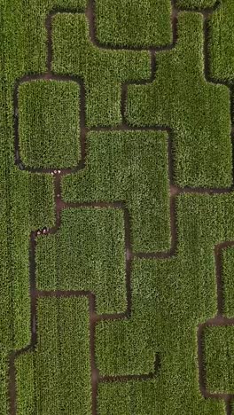 aerial view of a corn maze