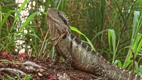 un dragón de agua permanece inmóvil entre la hierba antes de girar la cabeza