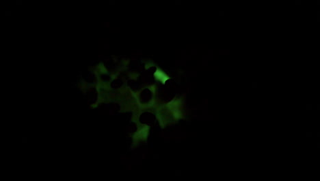 el hongo bioluminiscente panellus stipticus se ve al atardecer