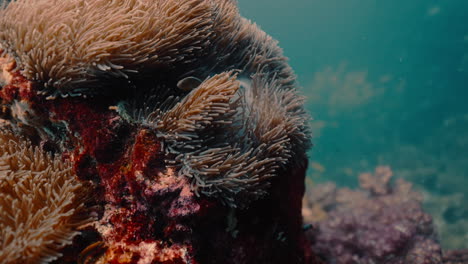 close-up of an anemone on a coral reef