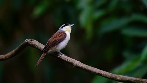 El-Alcaudón-Tigre-Obtuvo-Su-Nombre-Por-El-Patrón-De-Tigre-En-Sus-Plumas,-Ya-Que-También-Es-Un-Depredador-De-Un-Ave-Que-Se-Alimenta-De-Insectos,-Mamíferos-Muy-Pequeños-E-Incluso-Aves-De-Su-Tamaño.