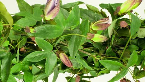 pasiflora 06