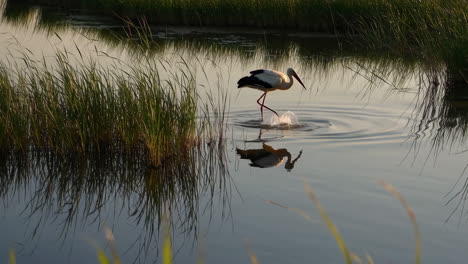 stork in a marsh at sunset