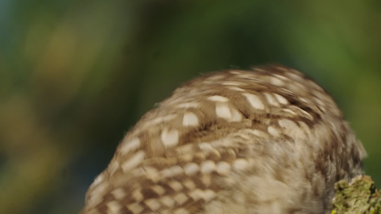 retrato de primer plano de ángulo bajo de búho pequeño en el bosque, observación de aves silvestres
