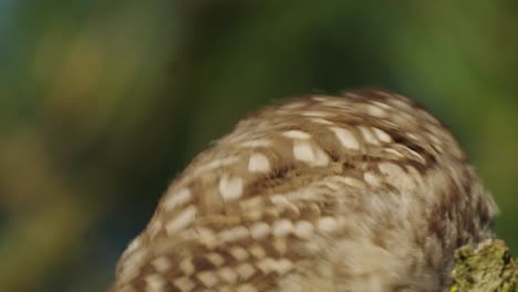 little owl low angle close up portrait in the forest, wildlife bird watching