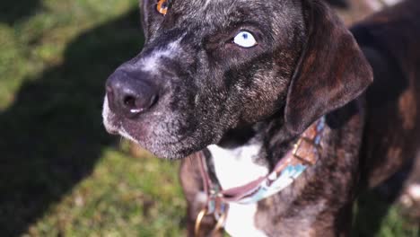 portrait of a purebred catahoula leopard dog with heterochromia