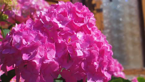 vibrant and beautiful pink hydrangea flowers on a sunny summer day, medium close up shot