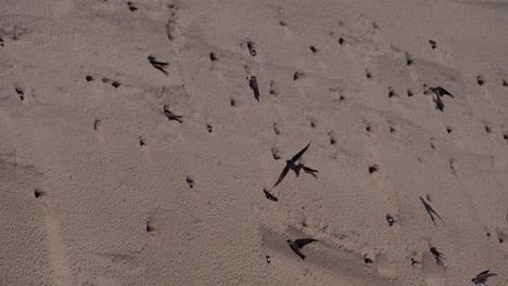 slow motion shot of riparia birds flying into hole of wall during sunny day outdoors