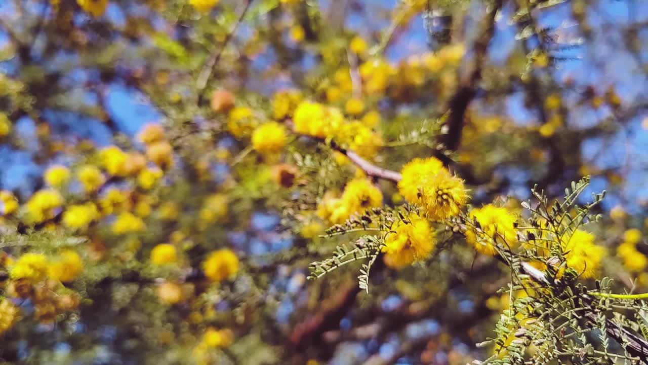 꽃이 피는 아카시아 나무가 바람과 함께 움직인다 - arbol de acacia en flor moviendose con el viento